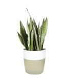 Costa Farms Premium Sansevieria Indoor Snake Plant - 2ft Tall in Decor Planter - Buy Online on GoSupps.com