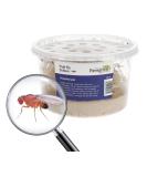 Livefoods4u Live Flightless Fruit Flies Live Food for Reptiles Amphibians and Invertebrates (Fruit Fly Culture - may not have hatched flies at first) - Buy Online on GoSupps.com