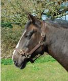 Buy Rhinegold Nylon Halter for Ponies - Durable Brown Halter - International Shipping Available - Buy Online on GoSupps.com