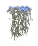 YouthBro 50PCS Blue Forget Me Not Flowers with Stem - Real Dried Pressed Flowers for Resin Art Craft - Buy Online on GoSupps.com