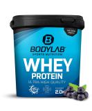 Buy Bodylab24 Whey Protein Powder Blueberry 2kg - Premium Quality Protein for Muscle Growth & Recovery - Buy Online on GoSupps.com