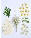 72 PCS Real Dried White Daisy Pressed Flowers for Resin Mold Craft Jewelry Making - Buy Online on GoSupps.com