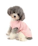 Buy Zunea Striped Dog Shirt for Small Dogs & Cats | Soft Cotton Cool Vest - Summer Tank Top - Pink L for Chihuahua & Pets - Buy Online on GoSupps.com