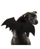 Rypet Dog Bat Costume - Halloween Pet Costume Bat Wings Cosplay Dog Costume Cat Costume for Party Large (Pack of 1) - Buy Online on GoSupps.com