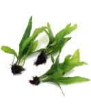 3X Java Fern Live Aquarium Plants Microsorum Pteropus 3 Stem Rhizome k2aqua - Buy Online on GoSupps.com