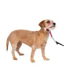PetSafe Gentle Leader Collar Small (Up to 25 Lbs) - Training DVD Included - Raspberry Pink | International Shipping Available - Buy Online on GoSupps.com