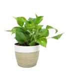Costa Farms Devil's Ivy Golden Pothos, White-Natural Decor Planter Live Indoor Plant 10-Inches Tall, Fresh from Our Farm Great Room Decor 10-Inches Tall White-Natural Dcor Planter - Buy Online on GoSupps.com