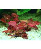 Red Tiger Lotus Bulb - Nymphaea Live Aquarium Plant Tropical Lily Fry Betta Water - Buy Online on GoSupps.com