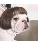 Funny Dog & Cat Role Play Wigs for Halloween & Parties | Pet Costumes in Black & Brown - Small Medium & Large Sizes - Buy Online on GoSupps.com