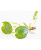 PondPlantsUK Amazon Frogbit 10 X Mini Live Plants  - Buy Online on GoSupps.com