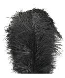 10pc Black Ostrich Feather Plume 12-14 inch for Home Wedding Decor - Buy Online on GoSupps.com