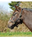 Rhinegold Nylon Halter - Full Size Black | Premium Equestrian Gear for International Shipping - Buy Online on GoSupps.com