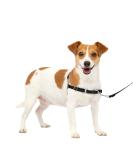 PetSafe Easy Walk Harness - Anti-Pull Dog Harness for Small Dogs Reduces Choking & Coughing Includes 1.8M Leash - Black - Buy Online on GoSupps.com
