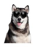Zaleonline Dog Glasses - Waterproof & Windproof UV Protection Sunglasses for All Dogs - Adjustable Fit in Black - Buy Online on GoSupps.com