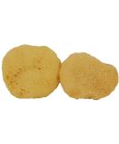 Sea Pearls Plus Extra Large Firm Reusable Sea Sponges - Eco-Friendly Menstrual Care - Buy Online on GoSupps.com