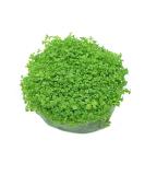k2aqua Hemianthus Callitrichoides Cuba Hc in Vitro Live Aquarium Plants Carpet Tropical invitro - Buy Online on GoSupps.com