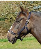 Rhinegold Nylon Halter Cob - Durable & Stylish Navy Horse Gear for International Shipping - Buy Online on GoSupps.com