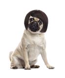 Cobee Funny Dog Cat Cosplay Wig Pet Wig-Adjustable Costume Pet Funny Headwear Costumes Headgear for Small Medium Large Dog Cat Wigs Dress Up Decorations for Halloween Christmas Parties Festivals - Buy Online on GoSupps.com