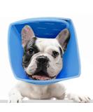 Roll Ruff Dog Protective Collar - Adjustable Leak Protection Neck Band for Small to Large Dogs (Blue Medium) - Buy Online on GoSupps.com