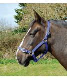 Rhinegold Nylon Halter for Shetland Ponies - Royal Blue | Quality Equestrian Gear Worldwide Shipping - Buy Online on GoSupps.com