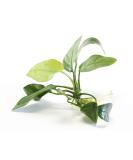 Lincolnshire Pond Plants Ltd Anubias barteri VAR. barteri - Tropical Aquarium Plants - Oxygenating Plant - Buy Online on GoSupps.com