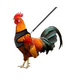 Molain Adjustable Chicken Harness with Leash | Breathable Chicken Vest for Ducks & Hens (2-11 lb) - Comfortable Training Mesh Dish - Buy Online on GoSupps.com
