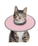 Cat Recovery Collar Vivifying Cat Cone Adjustable Cat Neck Protective Cat Collar Waterproof Elizabethan E Collar for Cats Kittens Puppies after Surgery to Stop Licking Wounds (Pink Size M) - Buy Online on GoSupps.com