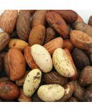 Purelyagro Bitter Kola Nut (Cola Nuts) Fresh Garcinia Kola Approx 500g - Buy Online on GoSupps.com