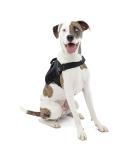 Buy Kurgo RSG Townie Dog Harness - Easy On/off Adjustable Size M Black | Ideal for International Shipping - Buy Online on GoSupps.com