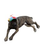 GEANBAYE Funny Propeller Dog Hat with Double Adjustment | Iridescent Pet Hat for Small, Medium, Large Dogs and Cats - Buy Online on GoSupps.com