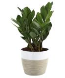 Costa Farms ZZ Plant in 12-Inch White-Natural Dcor Planter for Great Room Decor - Buy Online on GoSupps.com