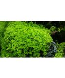Micranthemum"Monte Carlo" - 1 Bunch - Live aquarium plant - Buy Online on GoSupps.com