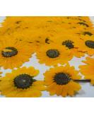 12 pcs Yellow Sunflowers Real Dried Pressed Flowers for Candle Making & Crafts - Buy Online on GoSupps.com
