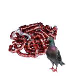 50 Multicolored Aluminum Pigeon & Chicken Leg Rings - Bird Identification Foot Rings & Accessories - Buy Online on GoSupps.com