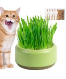 Firulab Cat Grass Growing Kit Cat Grass Bowl Planter Tray Catnip and Bowl Cat Grass Kit with Seeds DIY Soil Free Kitten Grass Growing Kit for Cat Snacks Green - Buy Online on GoSupps.com