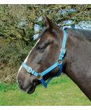 Rhinegold Nylon Halter for Ponies - Turquoise | Durable Stylish & Comfortable | International Shipping Available - Buy Online on GoSupps.com