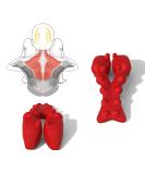 Littlemum Trapezius Trigger Point Massage Device - Relieve Neck Pain Neuralgia Tension & Headaches - Buy Online on GoSupps.com