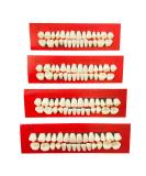 VIKSAUN 4 Pieces Acrylic Resin Fake Teeth Dental Denture False Teeth Halloween Horror Teeth Synthetic Resin Teeth for Halloween Makeup Cosplay Costume Party Ornament Supplies (4 pcs) - Buy Online on GoSupps.com