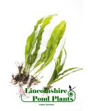 Java Fern Microsorium pteropus Live Aquarium Plants (2) - Buy Online on GoSupps.com