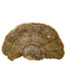 Wild Growth Cyan Ganoderma lucidum/Lucid Ganoderma/lingzhi 35.3 Oz. - Buy Online on GoSupps.com