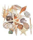 Jangostor 21 PCS Large Sea Shells & Starfish Mix - Natural Colorful Ocean Beach Seashells for DIY Crafts, Home Decor & Fish Tank - Beach Theme Party Decorations - Buy Online on GoSupps.com