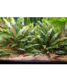 Lincolnshire Pond Plants Ltd Cryptocoryne Beckettii - Live Aquarium Plants  - Buy Online on GoSupps.com