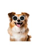 Shop Panda Style UV Glasses for Small Dogs | Eye Protection & Comfort | Windproof & Anti-Fitting Cat Glasses - Buy Online on GoSupps.com