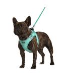 AMTOR Reflective Dog Harness & Leash Set for Small Dogs/Cats - Adjustable & No Pull - Chest Size 13.5-16.0 - Light Green - Buy Online on GoSupps.com