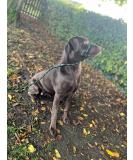 No More Pulling! Anti-Pull Field Figure 8 Halter - One Size Fits All, Super Soft Braided Nylon - Green-Black - Buy Online on GoSupps.com