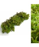 Fresh Sphagnum Moss- Live Moss 500g/1kg - Natural Sphagnum Moss Ideal for Terrariums Live Plant Displays and Wreaths (500g) - Buy Online on GoSupps.com