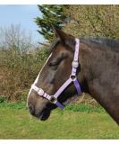 Rhinegold Nylon Halter for Ponies - Stylish Lilac Horse Gear | International Shipping Available - Buy Online on GoSupps.com