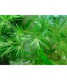 Guppy Grass Aquarium Live Plant Najas Guadalupensis - Buy Online on GoSupps.com