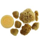 Craft Smart Artist Sponges Set - 8 Natural & Synthetic Pieces - Buy Online on GoSupps.com