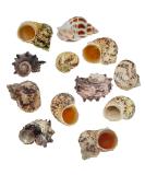Avalon Cosmetic Packaging Assorted Spiral Seashells 12 Pcs Mixed Medium/Large Size Shells - Perfect for Hermit Crabs - with round opening: 0.5''-1.0'' width. - Buy Online on GoSupps.com